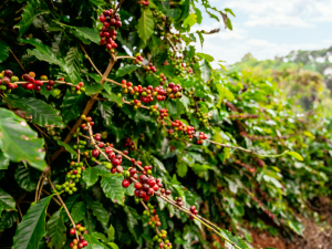 COFFEE TREE 2