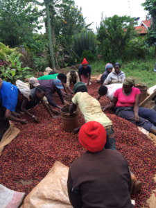 Coffee Sorting