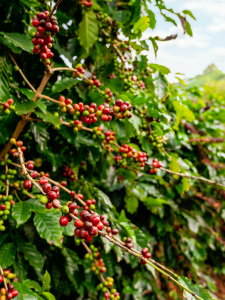 Coffee Tree