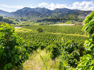 PLANTATION COFFEE